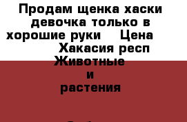 Продам щенка хаски девочка только в хорошие руки! › Цена ­ 10 000 - Хакасия респ. Животные и растения » Собаки   . Хакасия респ.